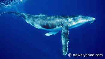 Ningaloo Reef: Second woman injured by whale at Australia tourist hotspot