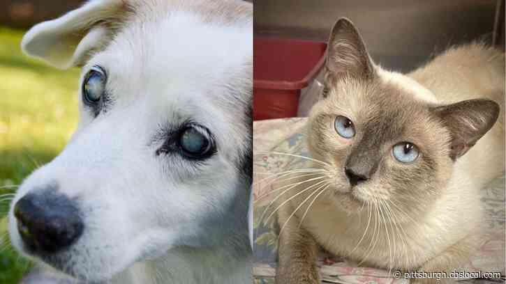 Furry Tails: Jessey & William Are Waiting For Forever Homes