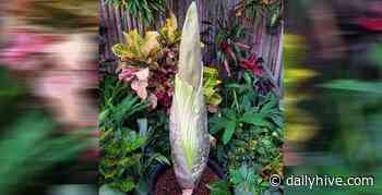 A rare and smelly giant flower might bloom in Toronto tonight | News - Daily Hive