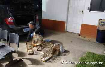 Suspeito de tráfico de drogas é preso em flagrante em Vargem Alta - Tribuna Online