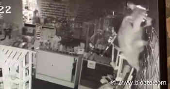 Security cameras catch raccoon raiding Toronto jewelry store - blogTO