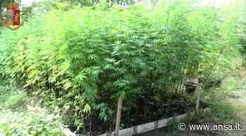 Polizia scova piantagione 'erba' nel Bolognese - Agenzia ANSA