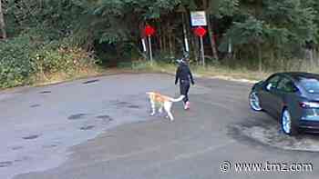 Video Shows Woman Abandoning Dog at Park, Pooch Ends Up In Shelter