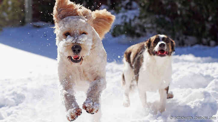 Pittsburgh Among Most Pet-Friendly Cities In U.S.