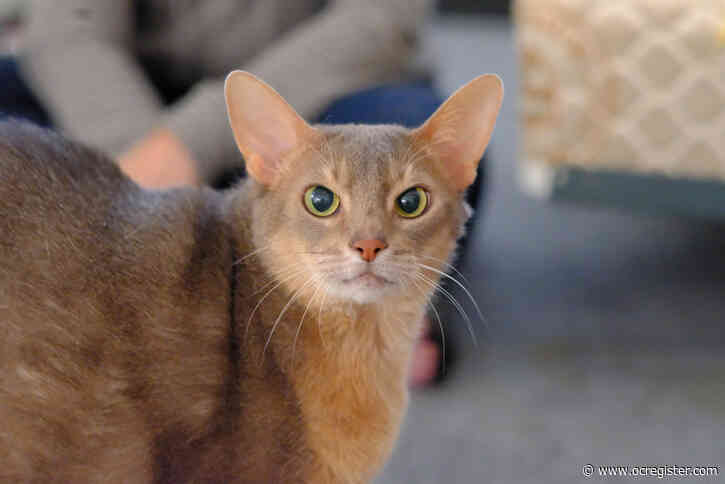 Abyssinian Nappers needs a patient home