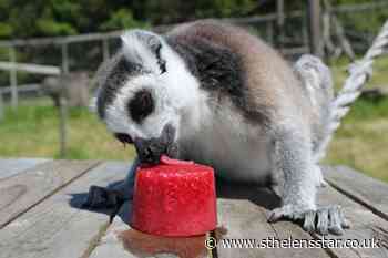 Safari Park animals given ice lollies to keep them cool - St Helens Star