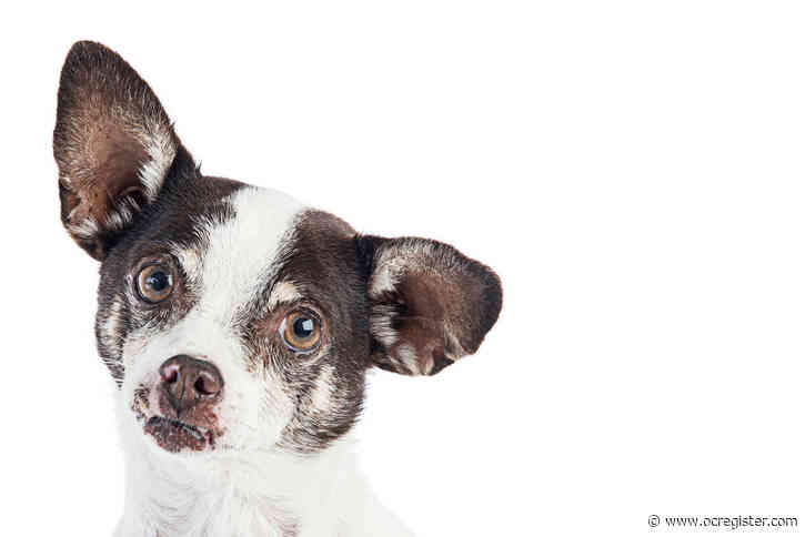 Mikey the rat terrier mix loves to be active