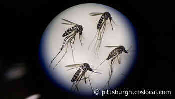 Pittsburgh Neighborhoods To Be Sprayed After Mosquito Samples Test Positive For West Nile Virus