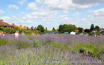 Carshalton: Pick your own harvest - full list of event details this weekend