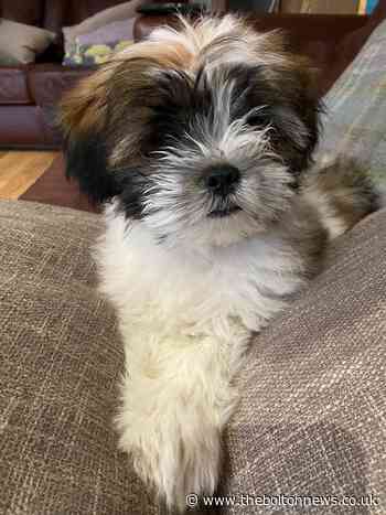 Family devastated as puppy attacked in Bolton park - The Bolton News