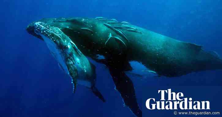 Three women injured swimming with whales in Australia in space of a week
