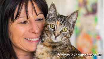 Tasmania celebrates feline friends on International Cat Day - Tasmania Examiner
