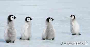 A Satellite Spots 11 New Emperor Penguin Colonies