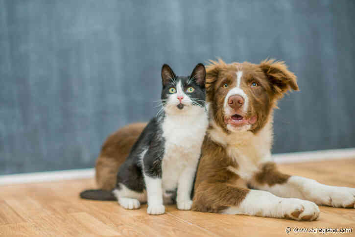 How dogs and cats can ease the loneliness and stress of the pandemic