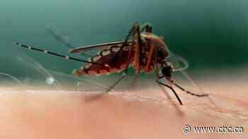 Authorities urge caution after Markham mosquitoes test positive for West Nile