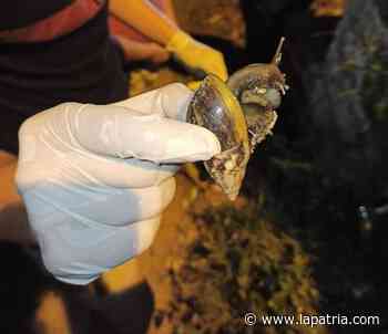 Infractores ayudan a combatir el caracol africano en Palestina (Caldas) - La Patria.com