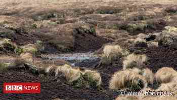 Climate change: UK peat emissions could cancel forest benefits