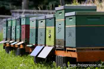 Bienenstöcke sorgen für Musik im Park - Freie Presse