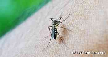 ONTARIO: Authorities urge caution after Markham mosquitoes test positive for West Nile