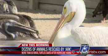 The Amos Rehabilitation Keep rescues more than 80 animals after Hurricane Hanna - KRIS Corpus Christi News