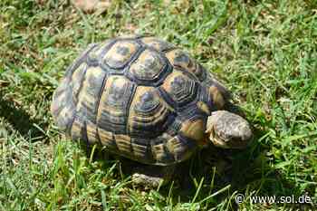 Griechische Landschildkröte in Bexbach gefunden - Besitzer wird gesucht - sol.de