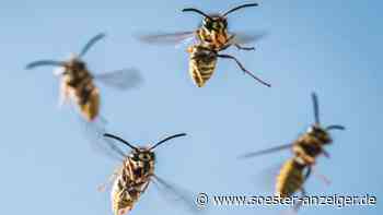 Werler Schädlingsbekämpfer Preker beseitigt Nester von Wespen und warnt vor Abzocke - soester-anzeiger.de