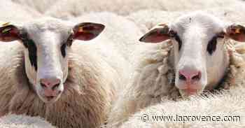 Feu de Martigues : un berger à la recherche d'un terrain pour 200 chèvres et moutons - La Provence