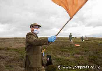North Yorkshire moors prepare for grouse shoots