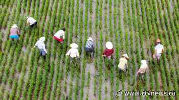 'Everything is gone': Flooding in China ruins farmers, risks rising food prices