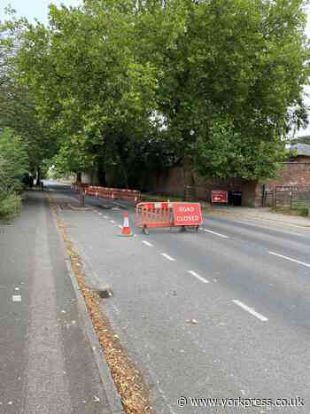 Uprooted tree closes York road