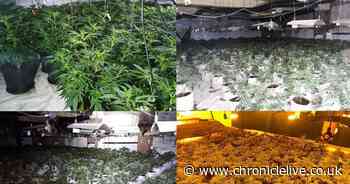 Landlords urged to help police tackle crime after £1m cannabis farm seized