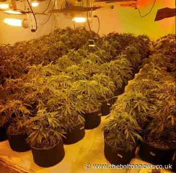 Police discover 250 plants in cannabis farm in Bolton