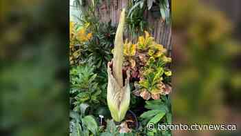 Toronto Zoo extends hours tonight to allow for rare and smelly sighting of fleeting corpse flower