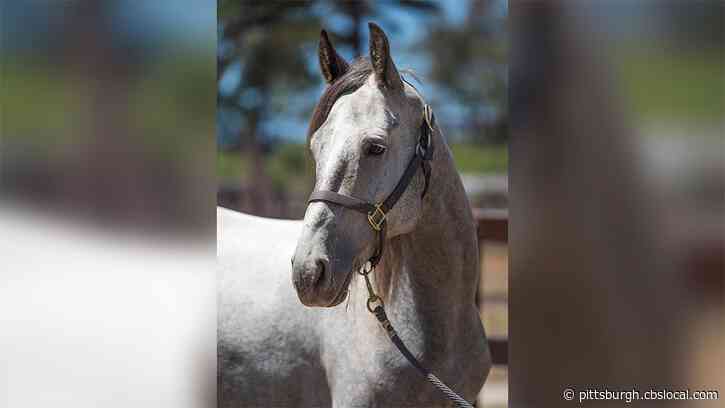 The Space Force Has A New Recruit: A Wild Mustang