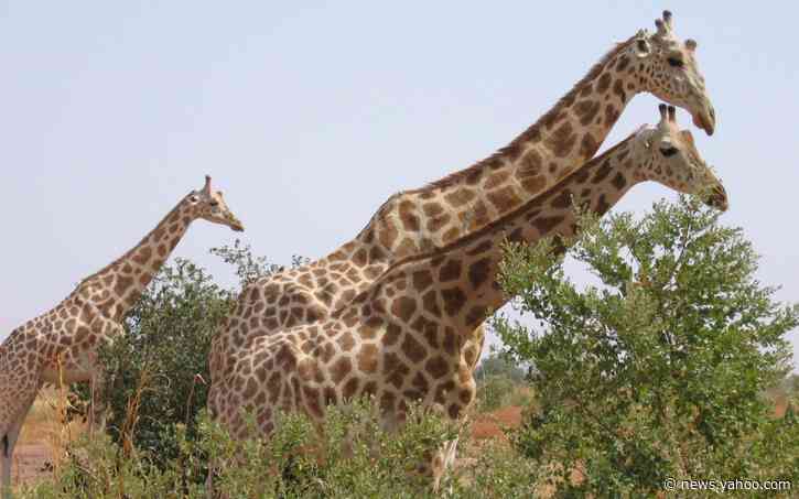 Six French tourists among eight killed in Niger