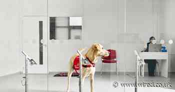 These dogs are being trained to sniff out coronavirus