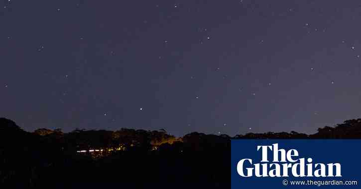 Sea creatures: the driftwood sculptures bringing joy to Australian beaches during the pandemic – in pictures