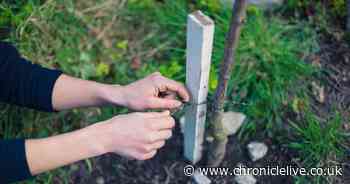 How to get a free tree in Northumberland to fight climate change