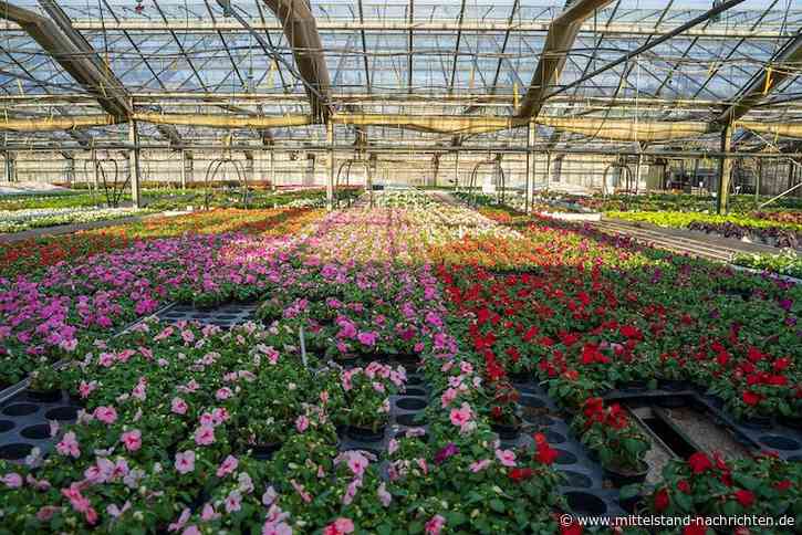 Optimale Bewässerung von Gartenpflanzen: So funktionieren Tropfbewässerung & Microbewässerung