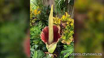 Toronto Zoo extends hours to allow for rare and smelly sighting of fleeting corpse flower