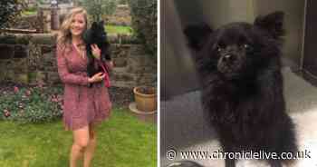 Nine-month-old rescue puppy 'kicked five foot into the air by bodybuilder'