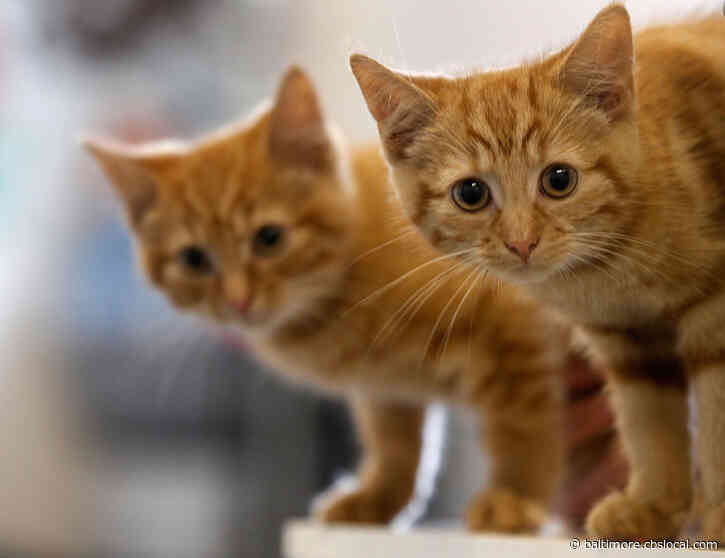 SPCA Of Anne Arundel County Has About 200 Adult Cats Waiting For Adoption