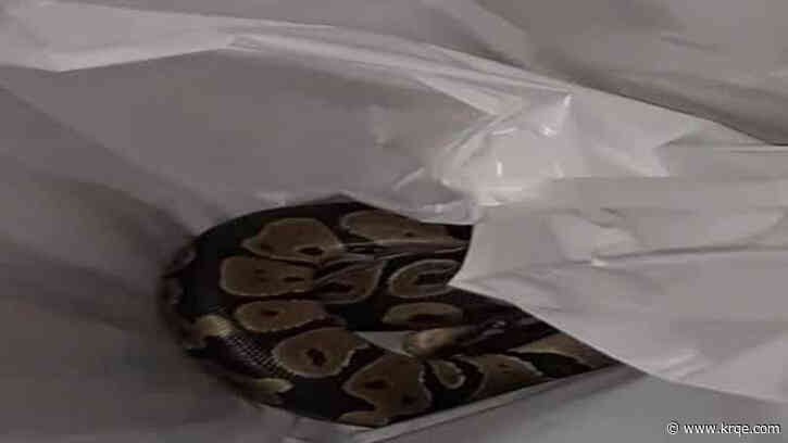Florida woman finds python in washing machine