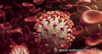 Children’s disease related to Covid ‘linked to blood cell changes’