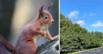 Bridges installed so squirrels can cross the road safely in Northumberland