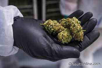 Researchers find cannabis use in pregnancy linked to greater risk of autism