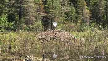 Have you spotted a satellite dish on a beaver dam? Here's why it's happening