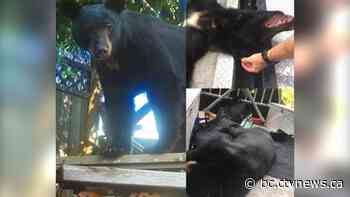 Euthanized black bear was lured with food by people wanting to take video, B.C. wildlife group says
