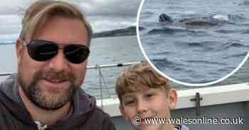 Turtle spotted off Welsh coast in 'once in a lifetime' sighting