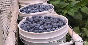 Stanford medical student's tweet about blueberry pickers' wages goes viral - Scope
